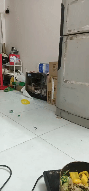 Mèo ta 2 tháng tuổi. Mua bán Mèo tại Thành phố Bắc Ninh Bắc Ninh được đăng bởi Trần Nữ Hoàng Nhi hình 1