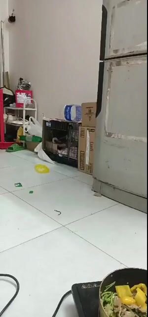 Mèo ta 2 tháng tuổi. Mua bán Mèo tại Thành phố Bắc Ninh Bắc Ninh được đăng bởi Trần Nữ Hoàng Nhi hình 1