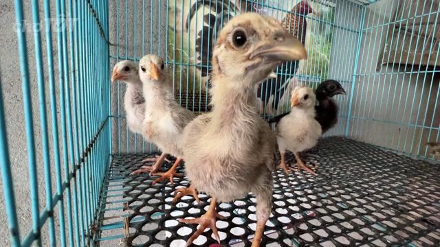 Gà nòi Peru Mỹ Đa sắc. Mua bán Gà tại Huyện Bình Chánh Tp Hồ Chí Minh được đăng bởi Hào hình 1