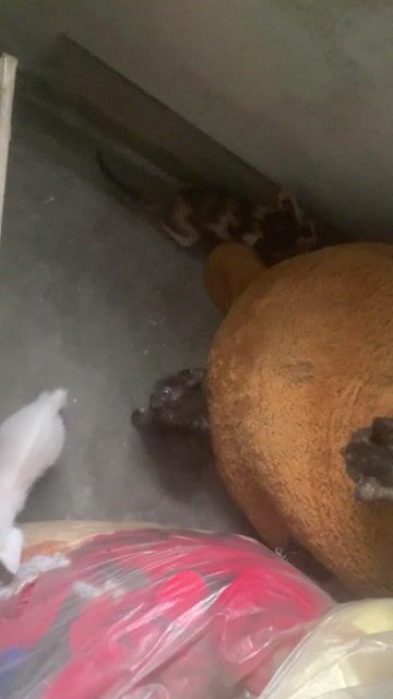 Mèo 2 tháng tuổi Đa sắc. Mua bán Mèo tại Quận Ngô Quyền Hải Phòng được đăng bởi Phạm Ngọc Thanh hình 1