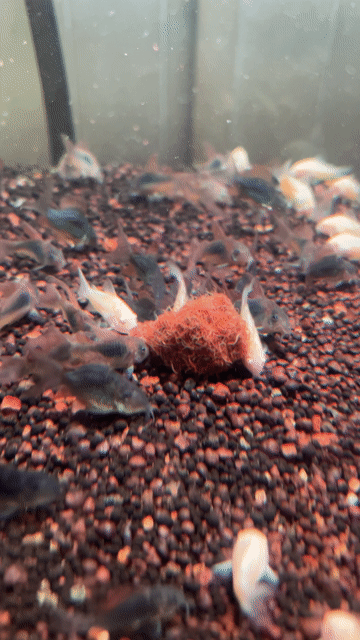 Cá chuột Green Albino vây dài 4cm. Mua bán Thú cưng khác tại Quận 8 Tp Hồ Chí Minh được đăng bởi Nguyễn Khánh hình 1