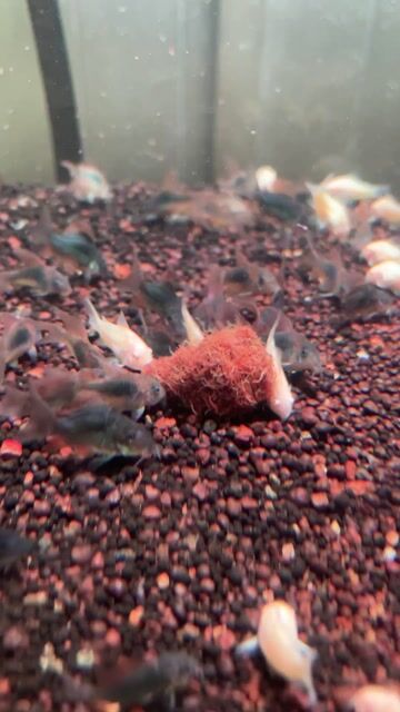 Cá chuột Green Albino vây dài 4cm. Mua bán Thú cưng khác tại Quận 8 Tp Hồ Chí Minh được đăng bởi Nguyễn Khánh hình 1