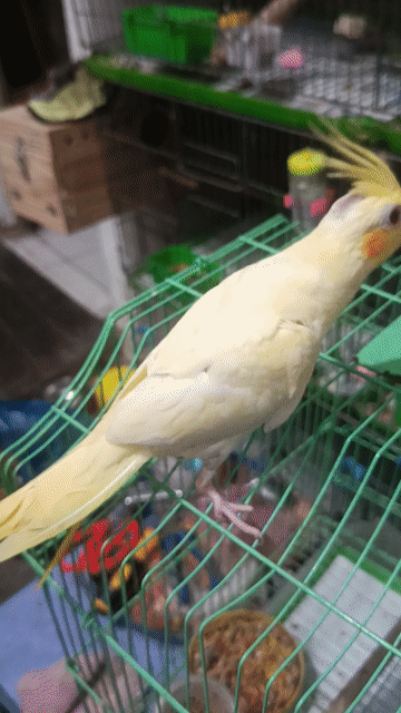 Chim Cockatiel Vàng Thuần. Mua bán Chim tại Quận 7 Tp Hồ Chí Minh được đăng bởi Phuong hình 1