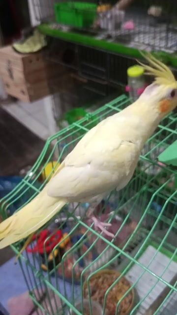 Chim Cockatiel Vàng Thuần. Mua bán Chim tại Quận 7 Tp Hồ Chí Minh được đăng bởi Phuong hình 1