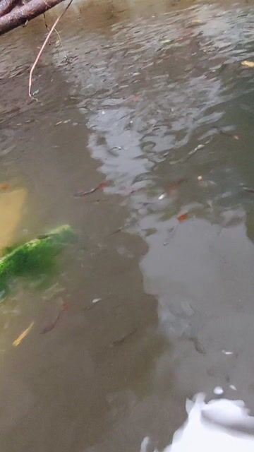 Cá bảy màu lai tạp nhiều màu khỏe mạnh. Mua bán Thú cưng khác tại Thành phố Biên Hòa Đồng Nai được đăng bởi Hoa Lan Sưu Tầm hình 1