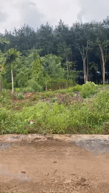 Mua bán Đất Huyện Phú Riềng Bình Phước diện tích 198 m² giá 450 triệu