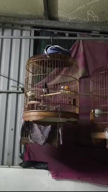 nguyên bộ chim  than 2 mùa đang bắt đầu thay lông. Mua bán Chim tại Quận 12 Tp Hồ Chí Minh được đăng bởi Lão Bếu Channel Chuyên chim cảnh hình 1