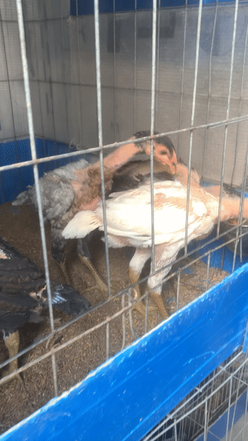 Gà nòi Thuần chủng. Mua bán Gà tại Quận 3 Tp Hồ Chí Minh được đăng bởi THANH NAM hình 1
