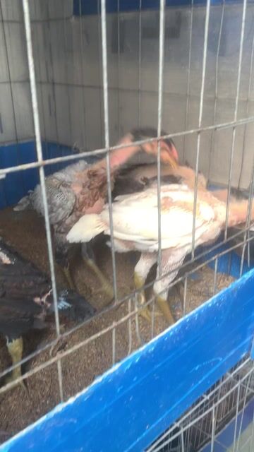 Gà nòi Thuần chủng. Mua bán Gà tại Quận 3 Tp Hồ Chí Minh được đăng bởi THANH NAM hình 1