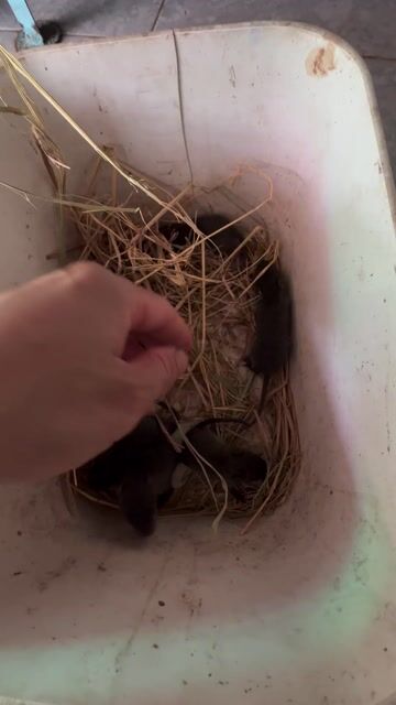 Chuột cống nhum con nuôi thuần. Mua bán Thú cưng khác tại Huyện Chợ Mới An Giang được đăng bởi Ga da le hau hình 1
