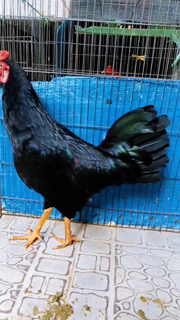 5 tháng zin hien  1 kg 1 yếu .trạg 1 kg 3 .. Mua bán Gà tại Quận Gò Vấp Tp Hồ Chí Minh được đăng bởi nam gà tre  hình 1