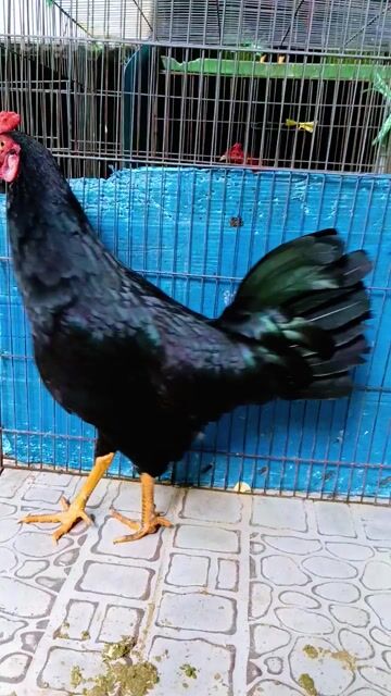 5 tháng zin hien  1 kg 1 yếu .trạg 1 kg 3 .. Mua bán Gà tại Quận Gò Vấp Tp Hồ Chí Minh được đăng bởi nam gà tre  hình 1