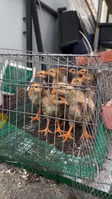 Gà con 3 lạng đã tiêm đầy đủ. Mua bán Gà tại Quận Hải Châu Đà Nẵng được đăng bởi Satya Fish hình 1