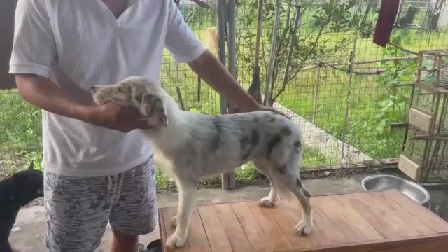 Chó chăn cừu trắng đốm 6 tháng tuổi. Mua bán Chó tại Huyện Thanh Trì Hà Nội được đăng bởi Thanh Dung hình 1
