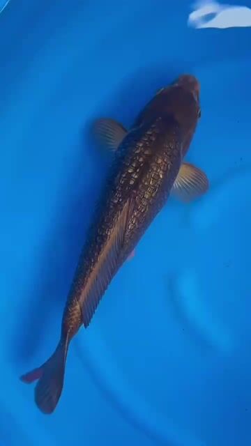 Cá chép Koi Kawari Dainichi Nhật Bản 32cm. Mua bán Thú cưng khác tại Quận 12 Tp Hồ Chí Minh được đăng bởi Gin Koi Farm hình 1