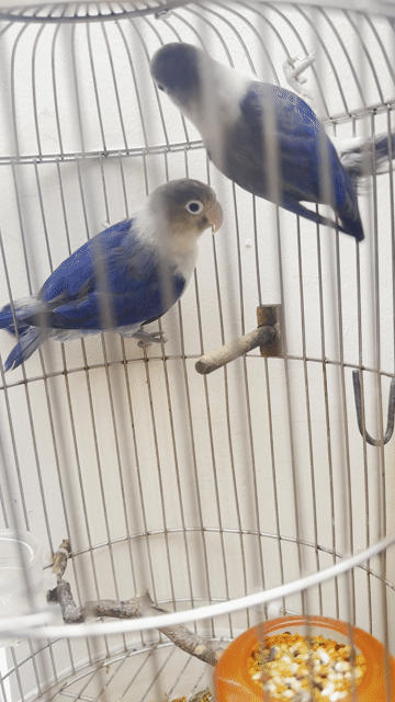 Chim Lovebird xanh trắng. Mua bán Chim tại Quận 12 Tp Hồ Chí Minh được đăng bởi Ngọc Minh Châu hình 1