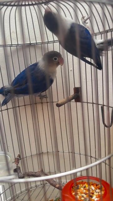 Chim Lovebird xanh trắng. Mua bán Chim tại Quận 12 Tp Hồ Chí Minh được đăng bởi Ngọc Minh Châu hình 1