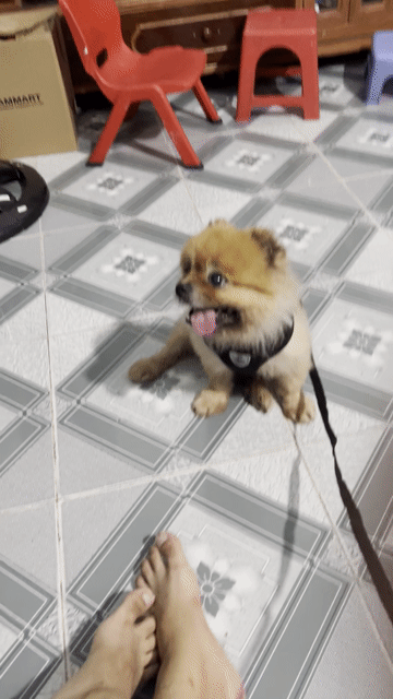 Chó Phốc Sóc Nâu 2 tuổi 6kg. Mua bán Chó tại Thành phố Biên Hòa Đồng Nai được đăng bởi Hùng Đạt hình 1