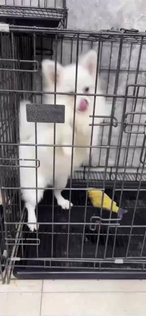 Chó Phốc Sóc cái 6 tháng đã tiêm đủ. Mua bán Chó tại Thị xã Bến Cát Bình Dương được đăng bởi Khoi hình 1