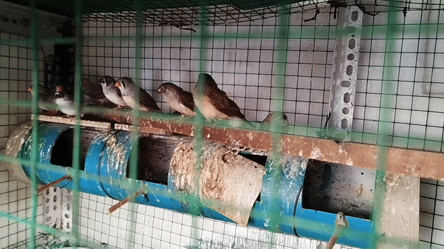 Chim Manh Manh Trưởng thành Trống mái. Mua bán Chim tại Quận 12 Tp Hồ Chí Minh được đăng bởi trung hình 1