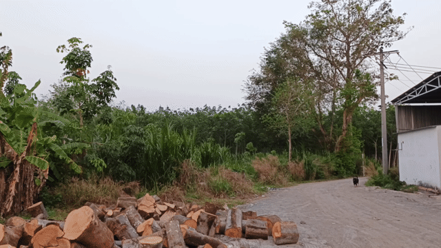 Cho thuê Đất Huyện Trảng Bàng Tây Ninh diện tích 1000 m² giá 15 triệu/tháng