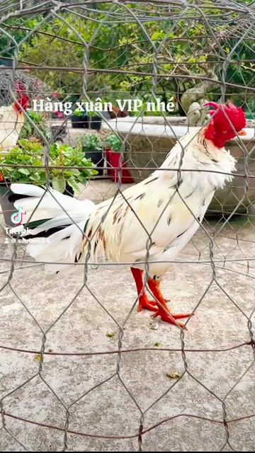 Gà chọi 3.1kg Trắng. Mua bán Gà tại Huyện Càng Long Trà Vinh được đăng bởi Trường AN Văn Nguyễn hình 1