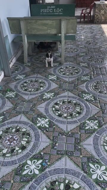 Chó con Đực Đen trắng 2-3kg. Mua bán Chó tại Huyện Bình Chánh Tp Hồ Chí Minh được đăng bởi Luc hình 1