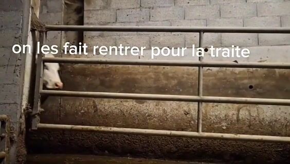 une journée d'élevage