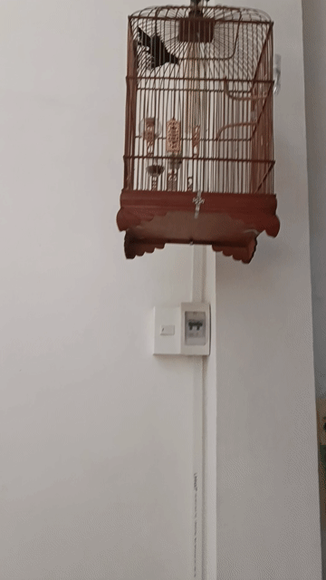 đất con mùa 2. Mua bán Chim tại Quận Tân Bình Tp Hồ Chí Minh được đăng bởi Nguyễn Trọng Việt hình 1