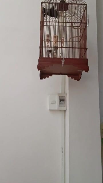 đất con mùa 2. Mua bán Chim tại Quận Tân Bình Tp Hồ Chí Minh được đăng bởi Nguyễn Trọng Việt hình 1