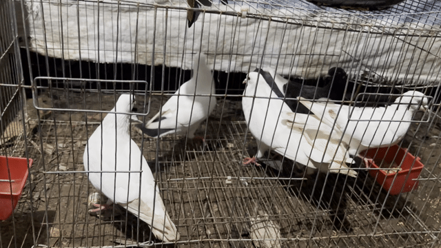 Bồ câu sinh sản. Mua bán Chim tại Huyện Long Hồ Vĩnh Long được đăng bởi Tú Xuyên hình 1
