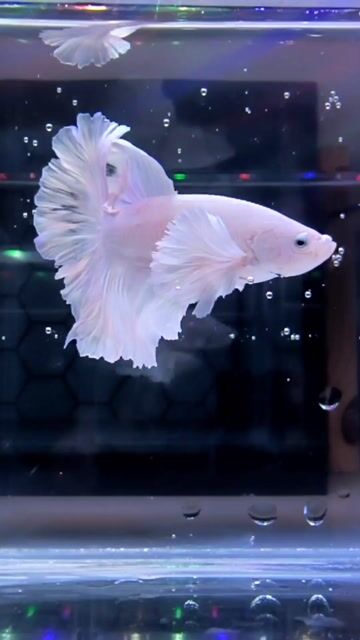 Cá Betta màu Trắng. Mua bán Thú cưng khác tại Thành phố Thủ Đức Tp Hồ Chí Minh được đăng bởi Lê Ngọc Tuấn hình 1