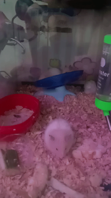 Chuột Hamster trắng trung bình hiền lành. Mua bán Thú cưng khác tại Thành phố Thủ Đức Tp Hồ Chí Minh được đăng bởi Thanh Tam hình 1