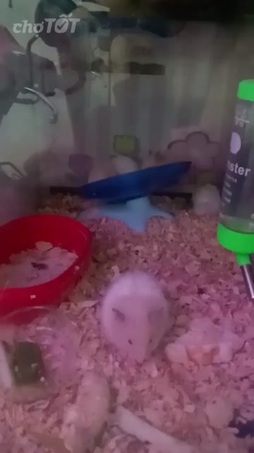 Chuột Hamster trắng trung bình hiền lành. Mua bán Thú cưng khác tại Thành phố Thủ Đức Tp Hồ Chí Minh được đăng bởi Thanh Tam hình 1