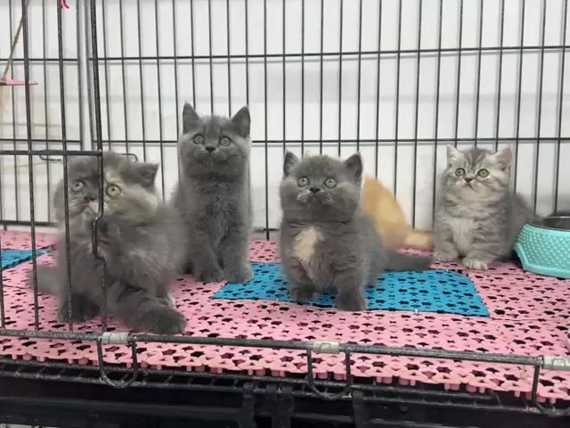 Mèo Munchkin Golden 5-6 tuần. Mua bán Mèo tại Thành phố Thủ Đức Tp Hồ Chí Minh được đăng bởi minh chiến hình 1