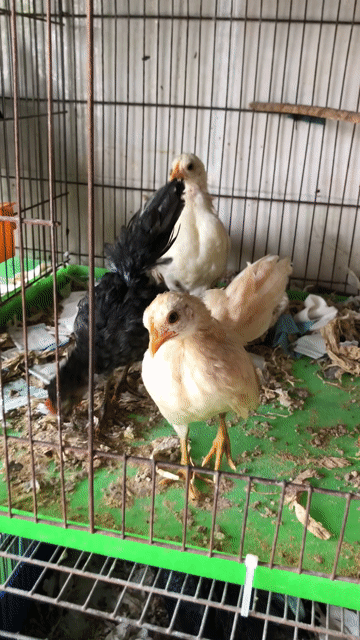 Gà Mini hơn 3th bay nhanh cặp 400. Mua bán Gà tại Huyện Bình Chánh Tp Hồ Chí Minh được đăng bởi Bảo Ngọc hình 1
