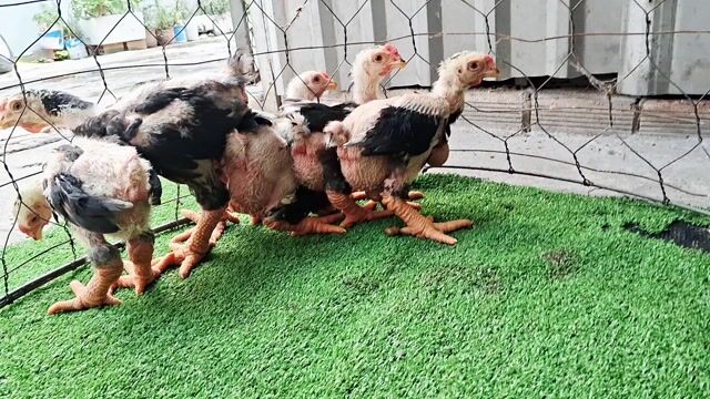 Gà F1 thuần chủng 5trống đã tiêm vacxin ❤️❤️❤️. Mua bán Gà tại Thành phố Thủ Đức Tp Hồ Chí Minh được đăng bởi chuyên cung cấp gà đông tảo thuần chủng  hình 1