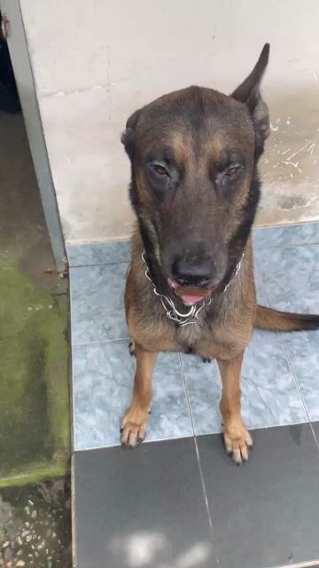 Chó gần 2 tuổi 40kg. Mua bán Chó tại Thành phố Thủ Dầu Một Bình Dương được đăng bởi Bảo Thiệu hình 1