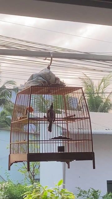 Gen bạch Gl mi hoặc khứu. Mua bán Chim tại Thành phố Biên Hòa Đồng Nai được đăng bởi phong hình 1