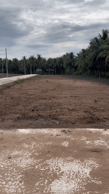 Mua bán Đất Thành phố Trà Vinh Trà Vinh diện tích 128 m² giá 490 triệu