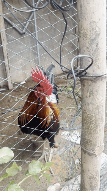 Gà Mỹ Hatch trống 1.7kg. Mua bán Gà tại Huyện Tam Nông Đồng Tháp được đăng bởi Nguyễn Thành Luân hình 1