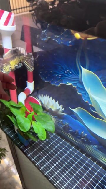 Cá lóc Nữ hoàng Indo 30cm. Mua bán Thú cưng khác tại Huyện Long Thành Đồng Nai được đăng bởi huy hình 1