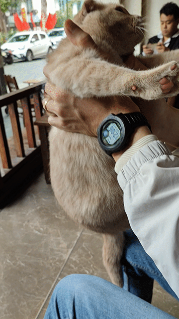 Dịch vụ phối giống Mèo ALN tai cụp. Mua bán Phụ kiện, Thức ăn, Dịch vụ tại Quận Ba Đình Hà Nội được đăng bởi Trang nguyen hình 1