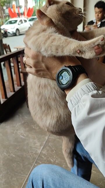 Dịch vụ phối giống Mèo ALN tai cụp. Mua bán Phụ kiện, Thức ăn, Dịch vụ tại Quận Ba Đình Hà Nội được đăng bởi Trang nguyen hình 1