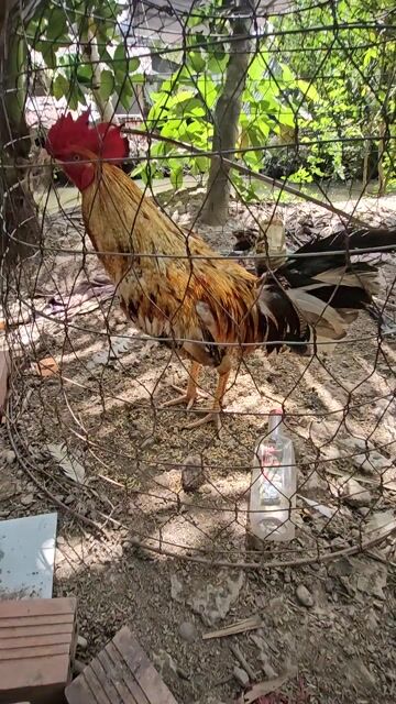 Gà cú Nâu vàng Đực. Mua bán Gà tại Quận Cái Răng Cần Thơ được đăng bởi Hoàng Chiến Trần hình 1