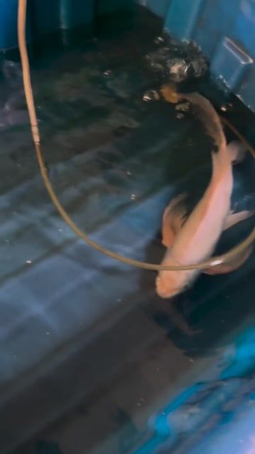 Cá chép Phi Tần Trắng 40cm. Mua bán Thú cưng khác tại Quận 8 Tp Hồ Chí Minh được đăng bởi Úc Quỳnh hình 1