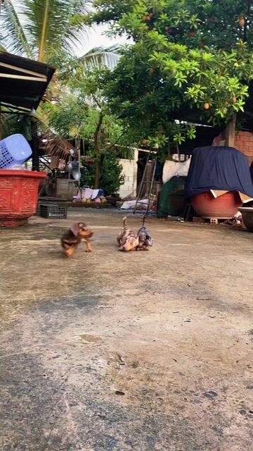 Chó lạp xưởng con đã tiêm. Mua bán Chó tại Huyện Cái Bè Tiền Giang được đăng bởi Khang Đình hình 1