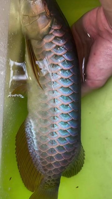 Cá rồng blubase Nhập khẩu. Mua bán Thú cưng khác tại Quận Tân Phú Tp Hồ Chí Minh được đăng bởi hoàng hình 1