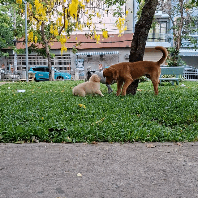 Chó Golden Retriever đực cái 2 tháng. Mua bán Chó tại Quận 6 Tp Hồ Chí Minh được đăng bởi Linh hình 1