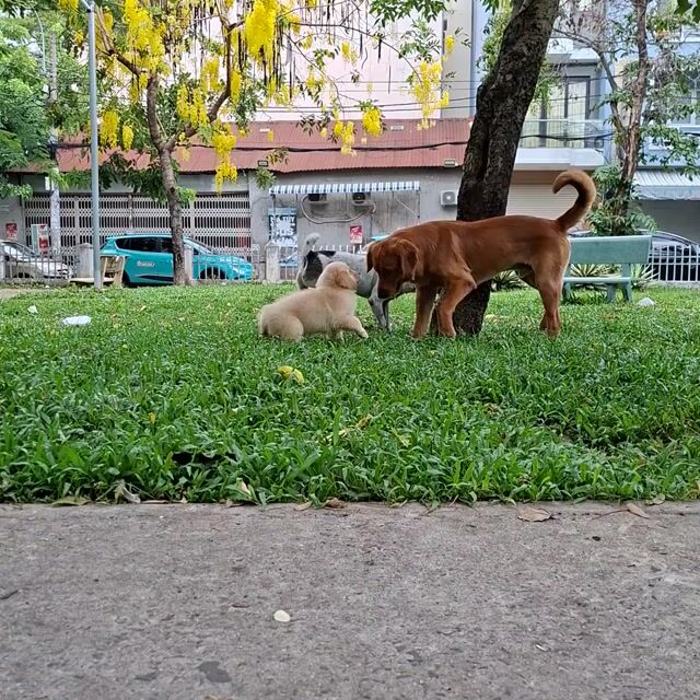 Chó Golden Retriever đực cái 2 tháng. Mua bán Chó tại Quận 6 Tp Hồ Chí Minh được đăng bởi Linh hình 1